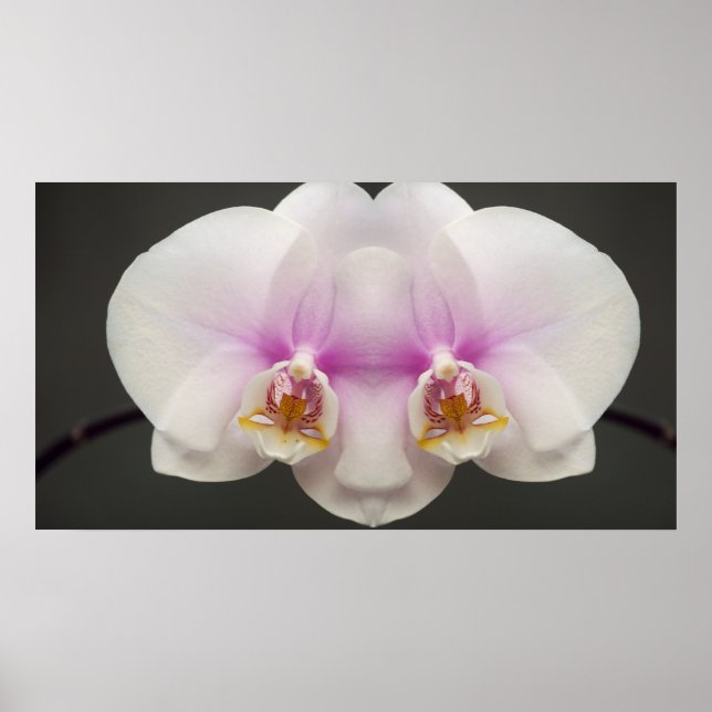Mask of the Orchid Poster (Front)