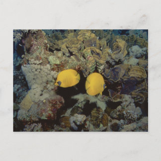 Masked Butterfly001-01 Postcard