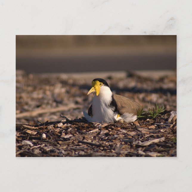 Masked Lapwing Postcard (Front)