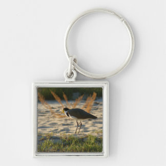 Masked Plover Keychain