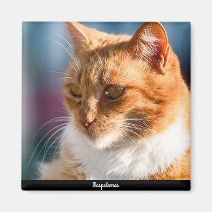 Maspalomas Cat Magnet