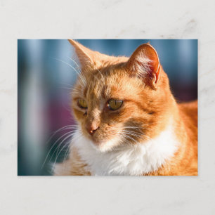 Maspalomas Cat Postcard