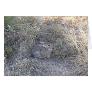 Masquage du lapin sur la carte Grass