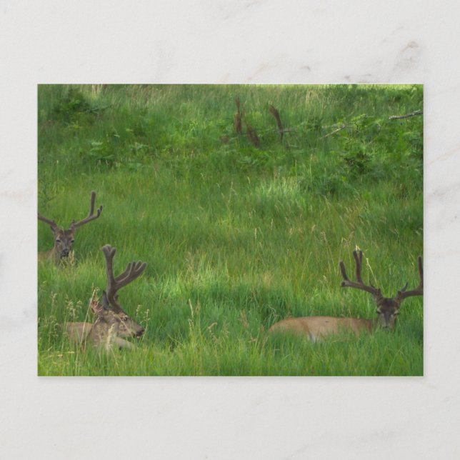 Masquer la carte postale du cerf (Devant)