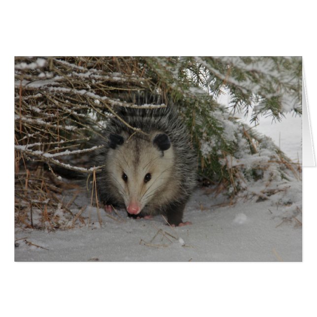 Masquer Possum (Devant horizontal)