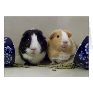 Masquez la carte de "Thé-Time"