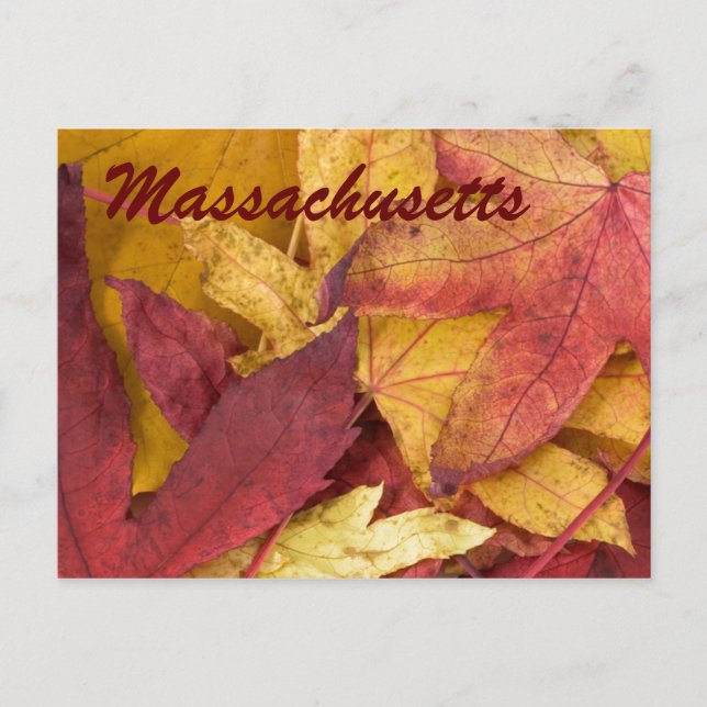 Massachusetts Feuilles Automne Carte Postale (Devant)