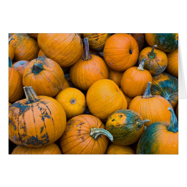 Massachusetts, Salisbury, pumpkins, autumn (Front Horizontal)