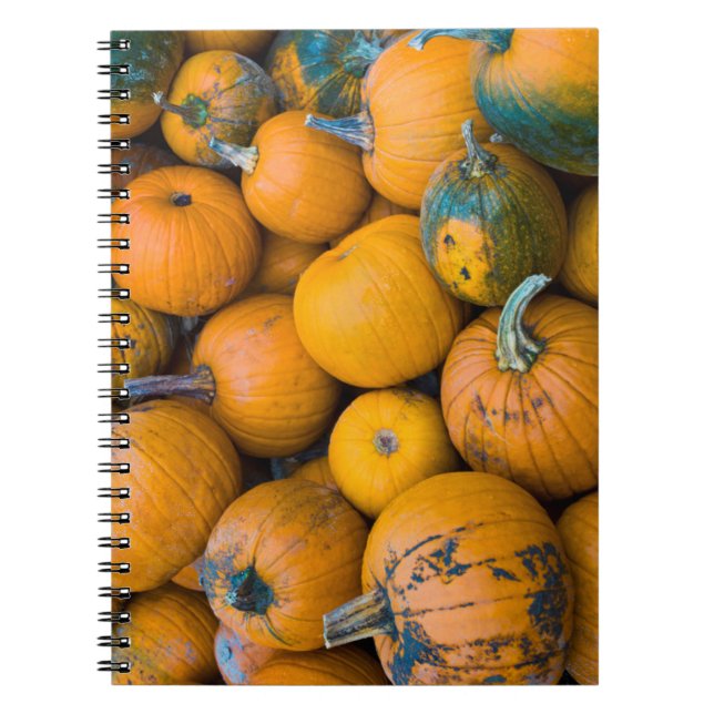 Massachusetts, Salisbury, pumpkins, autumn Notebook (Front)