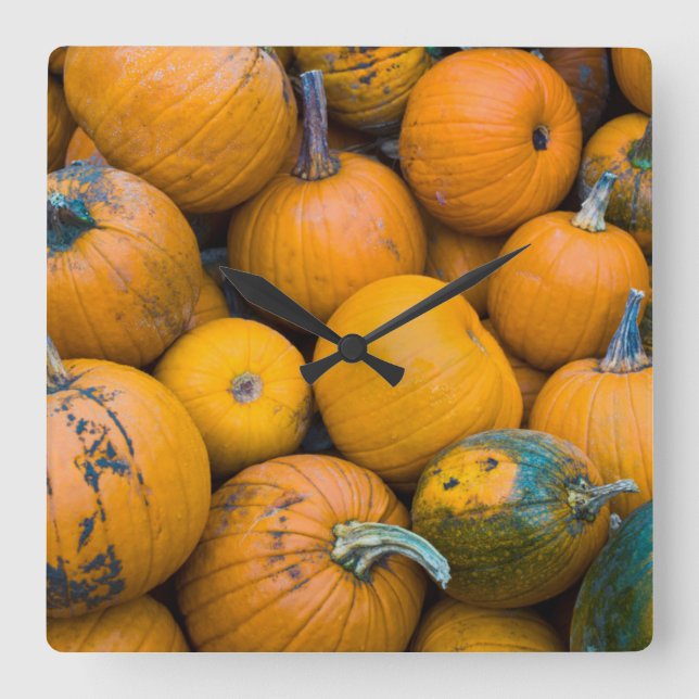 Massachusetts, Salisbury, pumpkins, autumn Square Wall Clock (Front)