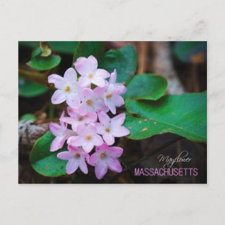 Massachusetts State Flower: Mayflower Postcard