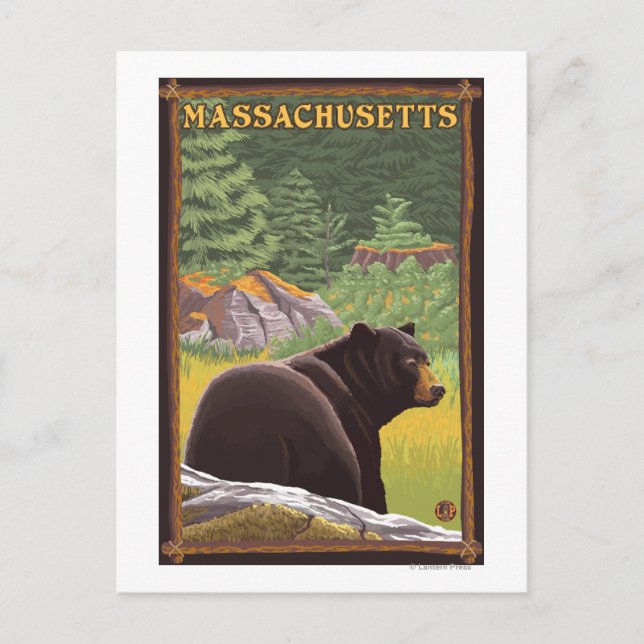 MassachusettsBlack Bear in Forest Postcard (Front)