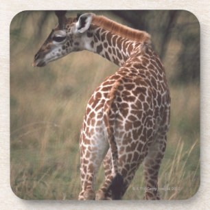Massai Giraffe 2 Coaster