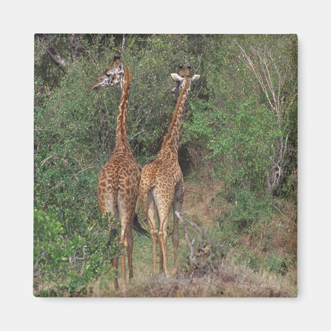 Massai Giraffe 3 Magnet (Front)