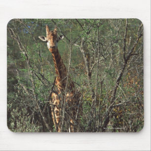 Massai Giraffe Mouse Pad