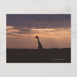 Massai Giraffe Postcard