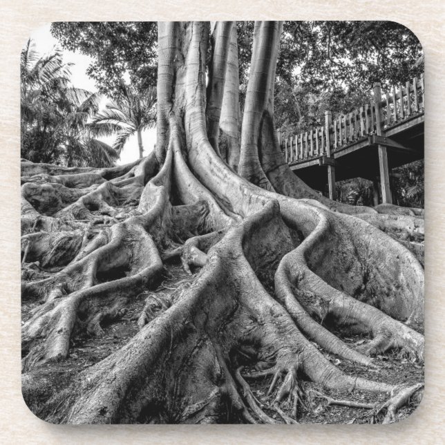 Massive rubber tree roots coaster (Front)