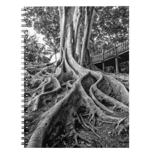 Massive rubber tree roots notebook (Front)