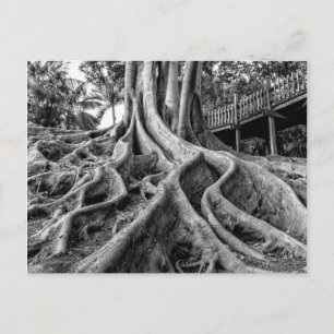 Massive rubber tree roots postcard