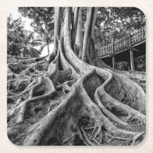 Massive rubber tree roots square paper coaster