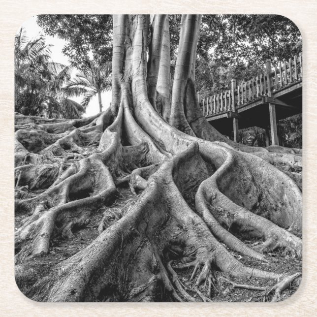Massive rubber tree roots square paper coaster (Front)