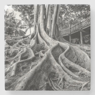 Massive rubber tree roots stone coaster