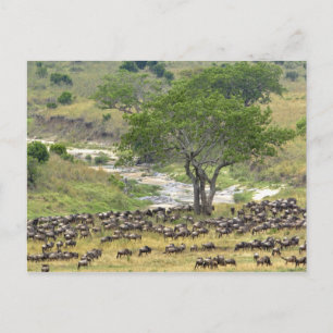 Massive Wildebeest herd during migration, Postcard