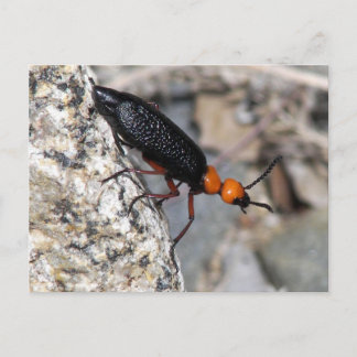 Master Blister Beetle Postcard