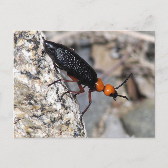 Master Blister Beetle Postcard (Front)