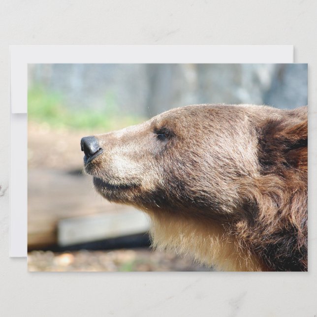 Master Bruin (Front)