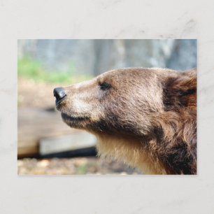 Master Bruin Postcard