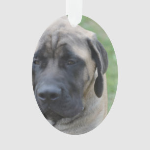 Mastiff anglais mignon