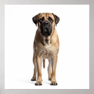 Mastiff Art Poster