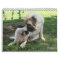 Mastiff Calendar