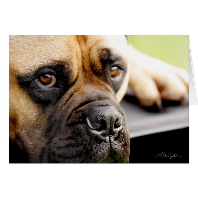 Mastiff de Taureau (Devant horizontal)