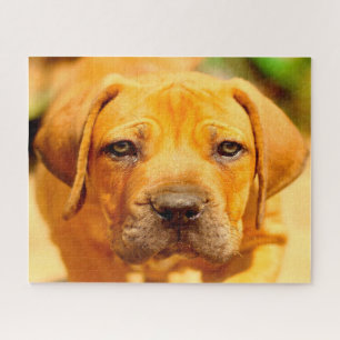 Mastiff Dog. Jigsaw Puzzle