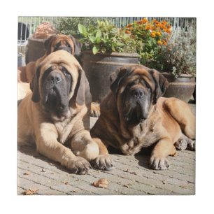 Mastiff English dogge Tile