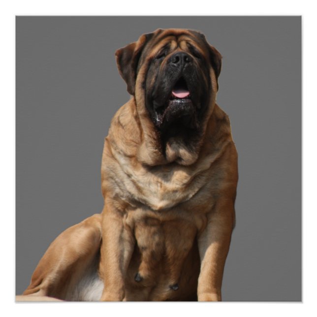 Mastiff Father's Day Best Friends  Poster (Front)