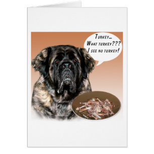 Mastiff (fluffy) Turkey
