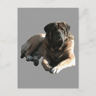 Mastiff Map Postcard