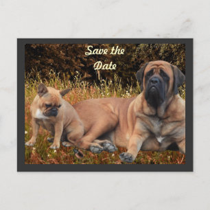 Mastiff mit französischer Bulldogge  Postcard