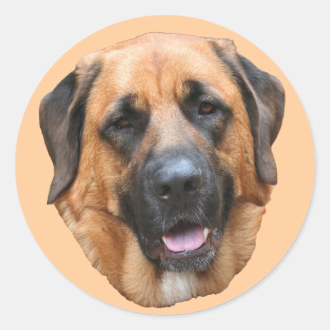 Mastiff Mix Dog Face Sticker (Front)