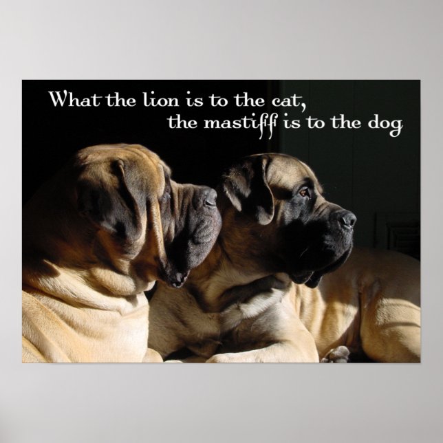 Mastiff Pair Poster (Front)
