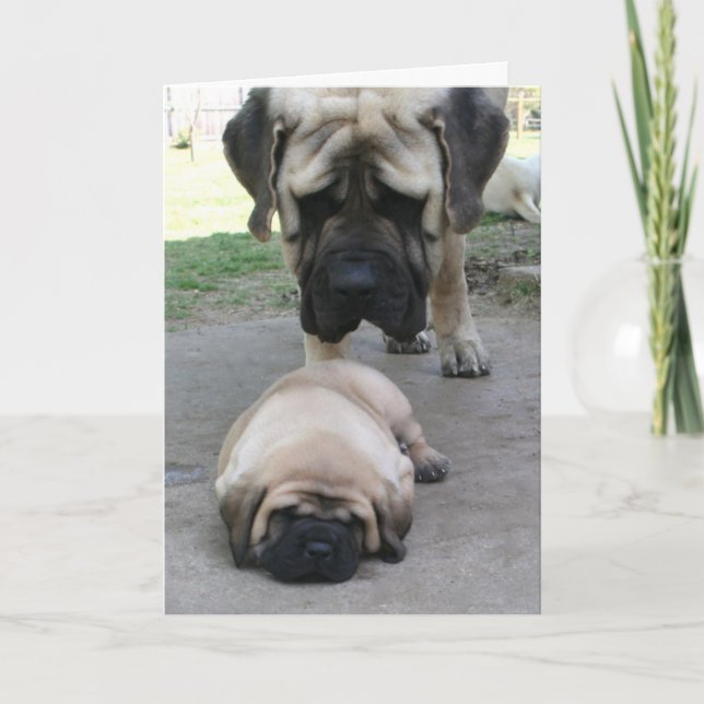 Mastiff père et chiot carte de Fête des pères (Devant)