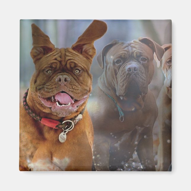 Mastiff Plus Magnet (Front)