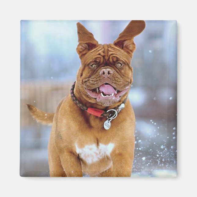 Mastiff Plus Magnet (Front)