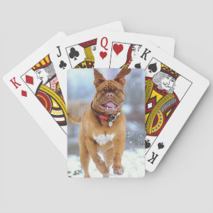 Mastiff Plus Playing Cards