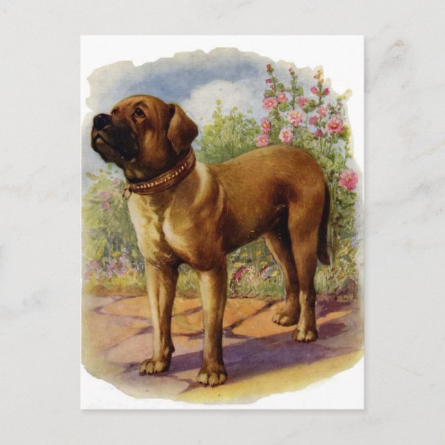 Mastiff Postcard (Front)