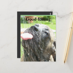 Mastiff postcard Good feeling
