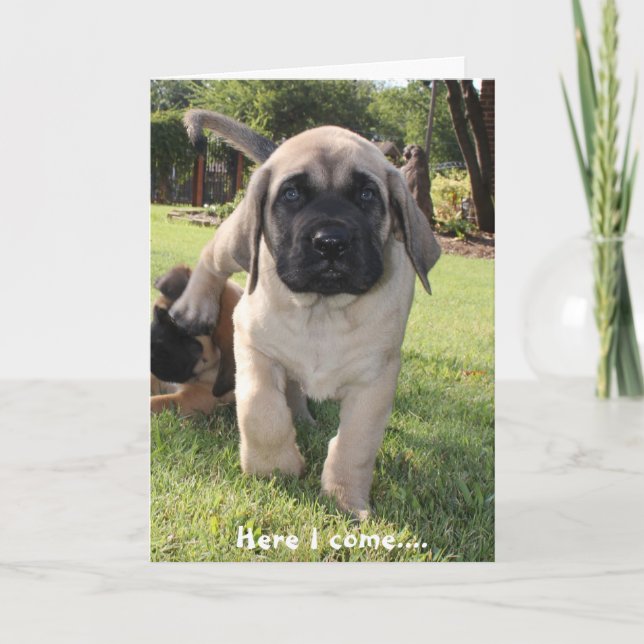 Mastiff puppy coming to wish you a happy v-day holiday card (Front)